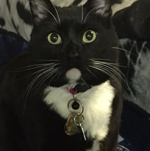 Meet your Posher, Maxwell